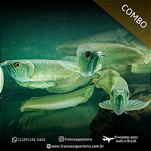 COMBO - 3 Aruanãs Prata 25-30cm