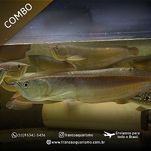 COMBO - 3 Aruanãs Prata 25-30cm