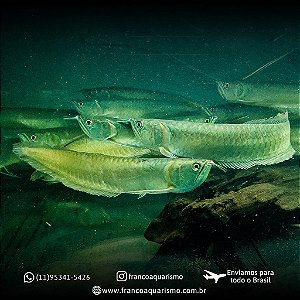 COMBO - 3 Aruanã Prata (Osteoglossum bicirrhosum) 25-30cm