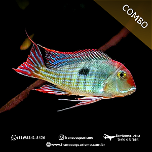 COMBO - 5 Geophagus Red Head Tapajos 4-7cm
