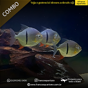 COMBO - 3 Pacu Cadete 8-12cm