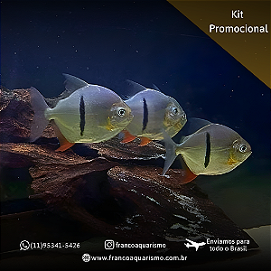 KIT - 3 Pacu Cadete 8-12cm