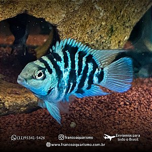 Papagaio Blue Safira 8-12cm