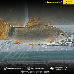 Botia Modesta 8-12cm