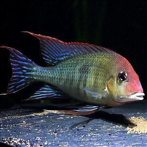 Geophagus Red Head Tapajos 12-16cm