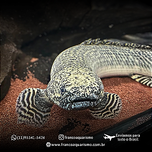 Polypterus Ornatipinnis / Ornatus 30-35cm