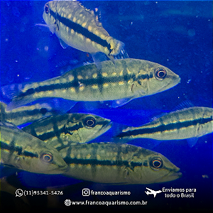 Tucunaré Xingu 2-4cm