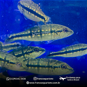 Tucunaré Xingu 2-4cm