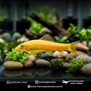 Comedor de algas (Gyrinocheilus aymonieri) 6-9cm