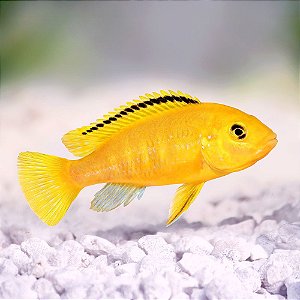 Ciclideo Yellow 4-7cm