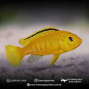 Ciclideo Yellow 4-7cm