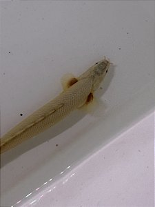 Polypterus Senegalus Semi Platinum 8-12cm
