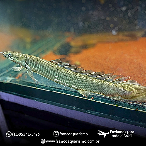 Polypterus Senegalus Véu 7-10cm