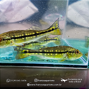 Tucunaré pinima 6-10cm