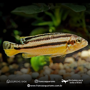 Auratus amarelo 4-7cm