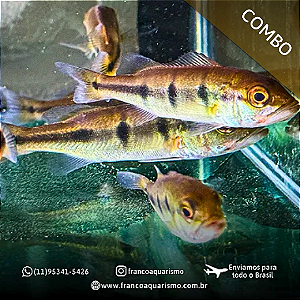 COMBO - 3 Tucunaré Borboleta Importado 5-8cm