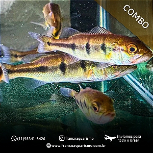 COMBO - 6 Tucunaré Borboleta Importado 5-8cm