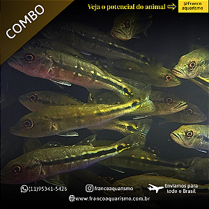 COMBO - 3 Tucunaré Fogo 7-11cm