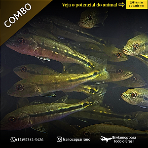 COMBO - 3 Tucunaré Fogo 7-11cm