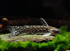 Tatia Gold 2-5cm