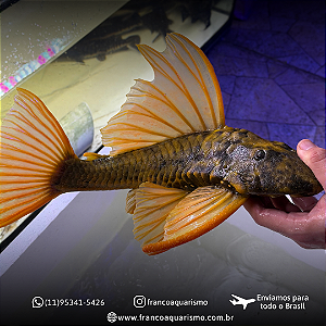 Hypostomus Luteus Dragon 40-45cm