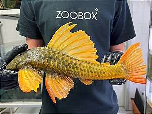 Hypostomus Luteus (Fase 3) 35-40cm