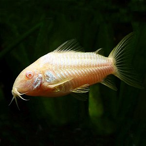 Coridora Albina super véu 3-6cm