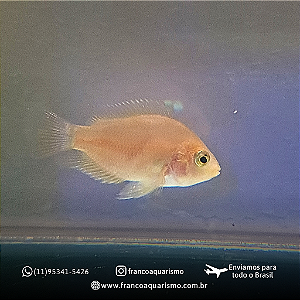 Papagaio White 2-4cm