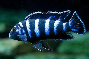 Pseudotropheus Demasoni Pombo 3-6cm