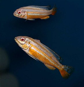 Auratus Albino 4-7cm