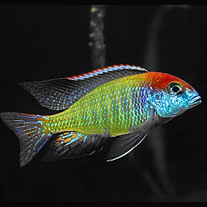 Lethrinops Red Cap 4-7cm