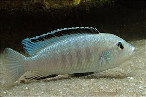 Labidochromis Caeruleus White 3-6cm