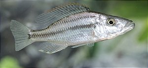Dimidiochromis Compressiceps 5-8cm