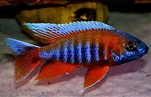 Aulonocara Eureka 5-8cm