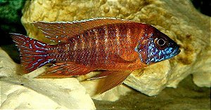 Aulonocara Hansbaenschi Red Flash 8-12cm