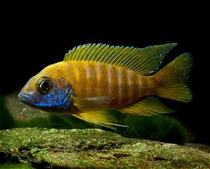 Aulonocara Maleri Yellow 7-10cm