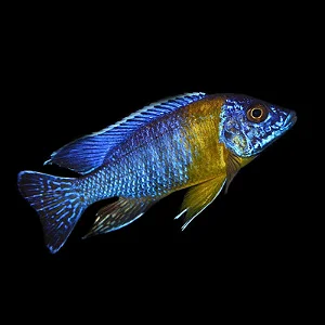 Aulonocara Maulana Bicolor 7-10cm