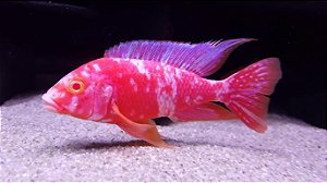 Aulonocara Orange Blue Albina 8-12cm