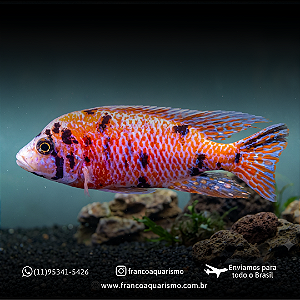 Aulonocara Pink O.B. 8-12cm