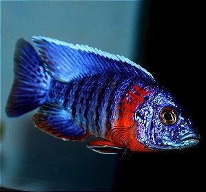 Aulonocara Red Sided 6-9cm