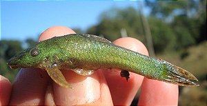 Cascudo Hisonotus aky 1-3cm