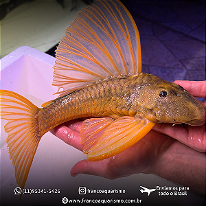 Hypostomus Luteus Dragon 35-40cm