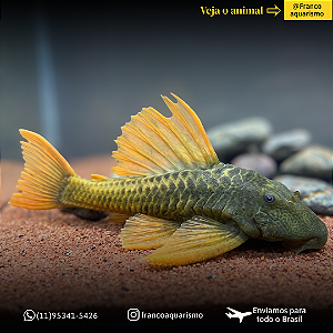 Hypostomus Luteus Dragon 35-40cm