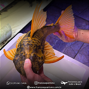Cascudo Hypostomus Luteus F3 (Fase 3) 40-45cm