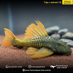 Hypostomus Luteus Dragon 30-35cm