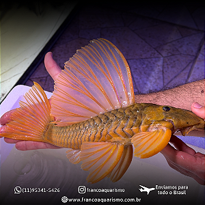 Hypostomus Luteus Dragon 30-35cm