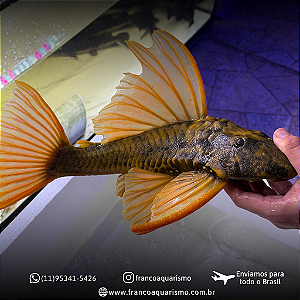 Cascudo Hypostomus Luteus F3 (Fase 3) 25-30cm