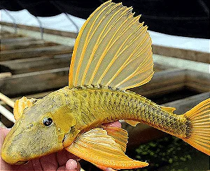 Hypostomus Luteus Golden 32-36cm