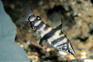 Abramites (Abramites Hypselonotus) 6-10cm