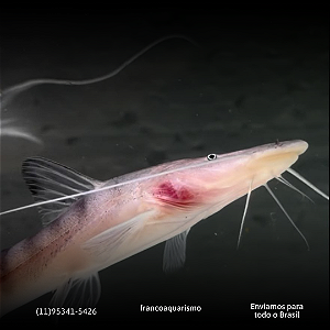 Bagre Tigrinum (Brachyplatystoma Tigrinum) 7-10cm